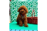 Anne-Baba Bilgileriyle Toy Poodle Yavruları