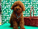 Irk Garantili Toy Poodle Yavrular - 1