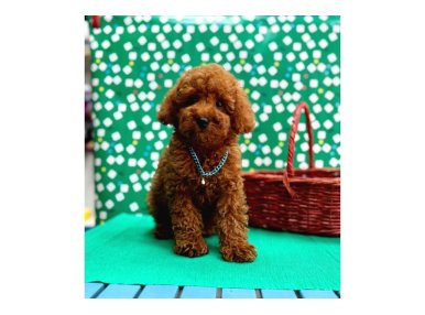 Irk Garantili Toy Poodle Yavrular