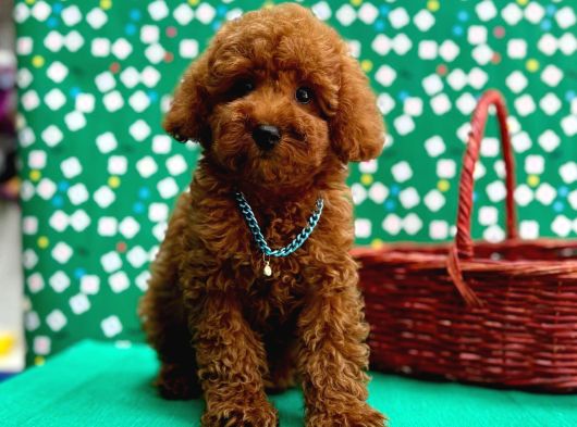 Irk Garantili Toy Poodle Yavrular