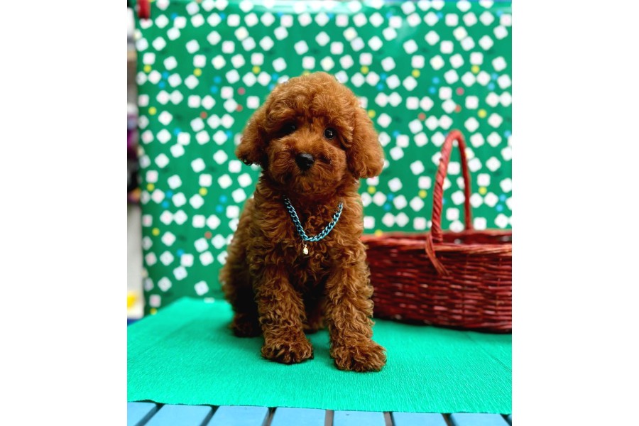 Irk Garantili Toy Poodle Yavrular