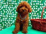 Irk Garantili Toy Poodle Yavrular - 2