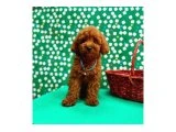 Anne-Baba Bilgileriyle Toy Poodle Yavruları - 2