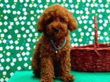 Irk Garantili Toy Poodle Yavrular - 3