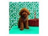 Anne-Baba Bilgileriyle Toy Poodle Yavruları - 3