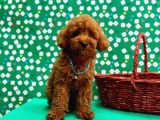 Irk Garantili Toy Poodle Yavrular - 4