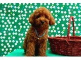 Anne-Baba Bilgileriyle Toy Poodle Yavruları - 4