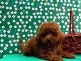 Irk Garantili Toy Poodle Yavrular - 5