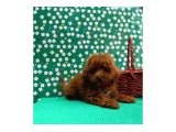 Anne-Baba Bilgileriyle Toy Poodle Yavruları - 5