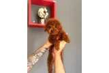 Minik ve Hareketli Toy Poodle Yavruları