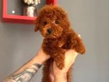 Minik Yapılı Oyuncu Toy Poodle Yavrular