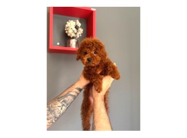 Minik Yapılı Oyuncu Toy Poodle Yavrular