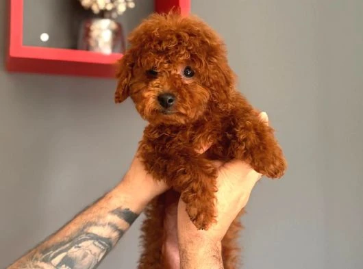 Minik Yapılı Oyuncu Toy Poodle Yavrular