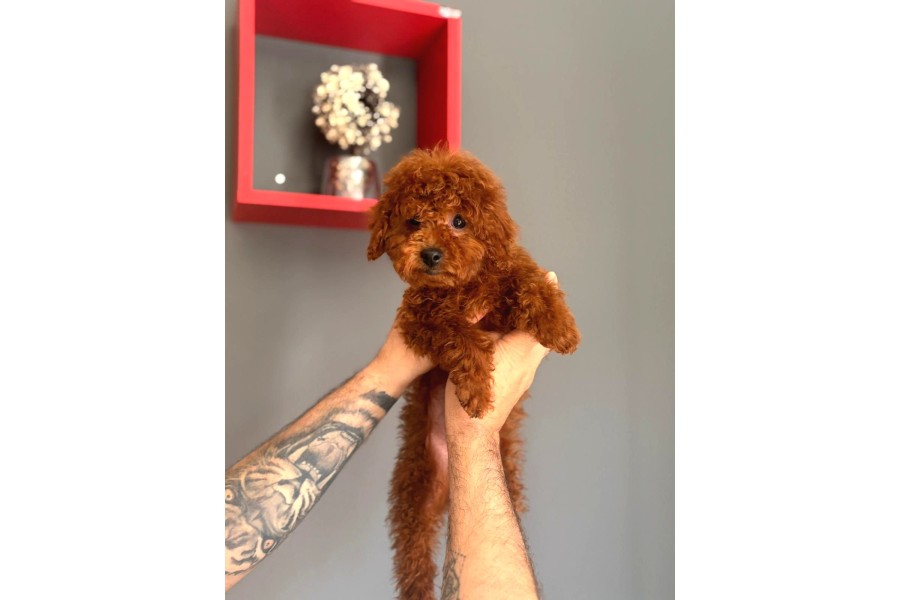 Minik Yapılı Oyuncu Toy Poodle Yavrular