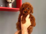 Minik Yapılı Oyuncu Toy Poodle Yavrular - 2