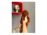 Minik ve Hareketli Toy Poodle Yavruları - 2