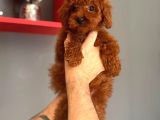 Minik Yapılı Oyuncu Toy Poodle Yavrular - 3