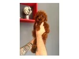 Minik ve Hareketli Toy Poodle Yavruları - 3