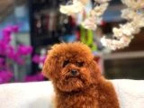 Veteriner Kontrolünden Geçmiş Sağlıklı Toy Poodle Yavrular