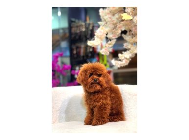 Veteriner Kontrolünden Geçmiş Sağlıklı Toy Poodle Yavrular