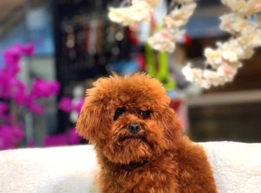Veteriner Kontrolünden Geçmiş Sağlıklı Toy Poodle Yavrular