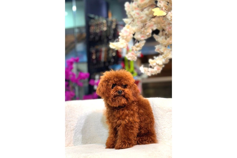Veteriner Kontrolünden Geçmiş Sağlıklı Toy Poodle Yavrular