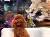 Veteriner Kontrolünden Geçmiş Sağlıklı Toy Poodle Yavrular - 2