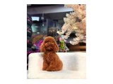 Veteriner Kontrolünden Geçmiş Toy Poodle Yavruları - 2