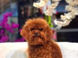 Veteriner Kontrolünden Geçmiş Sağlıklı Toy Poodle Yavrular - 3