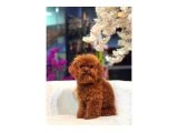 Veteriner Kontrolünden Geçmiş Toy Poodle Yavruları - 3