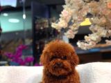 Veteriner Kontrolünden Geçmiş Sağlıklı Toy Poodle Yavrular - 4