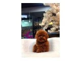 Veteriner Kontrolünden Geçmiş Toy Poodle Yavruları - 4