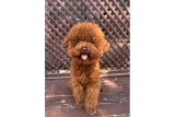 Ev Yaşamına Uyumlu Sevecen Toy Poodle Yavruları