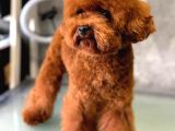 Sevimli Oyuncu Zeki ve Ev Ortamına Uygun Toy Poodle Yavrular - 2