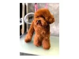 Sevimli Oyuncu Zeki ve Ev Ortamına Uygun Toy Poodle Yavrular - 2
