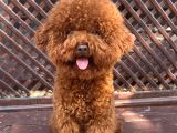 Sevimli Oyuncu Zeki ve Ev Ortamına Uygun Toy Poodle Yavrular - 1