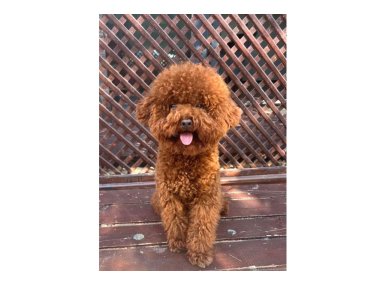 Sevimli Oyuncu Zeki ve Ev Ortamına Uygun Toy Poodle Yavrular