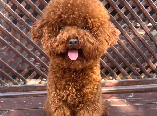 Sevimli Oyuncu Zeki ve Ev Ortamına Uygun Toy Poodle Yavrular