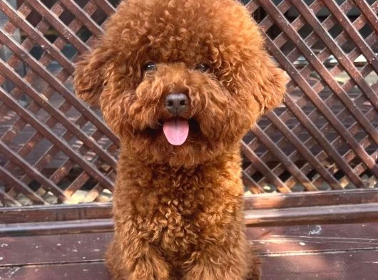 Sevimli Oyuncu Zeki ve Ev Ortamına Uygun Toy Poodle Yavrular
