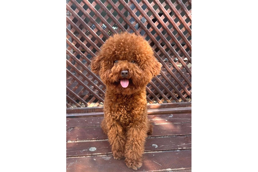 Sevimli Oyuncu Zeki ve Ev Ortamına Uygun Toy Poodle Yavrular