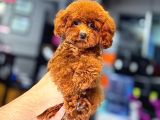 Sevimli Oyuncu Zeki ve Ev Ortamına Uygun Toy Poodle Yavrular - 3