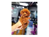 Sevimli Oyuncu Zeki ve Ev Ortamına Uygun Toy Poodle Yavrular - 3