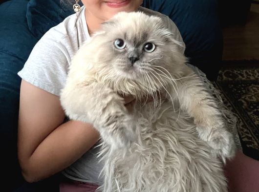 Kedi Eş İlanları
