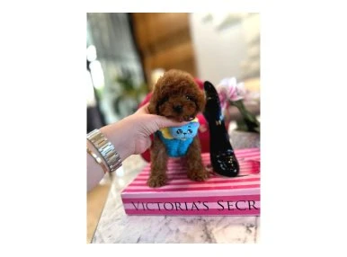 Orjinal secereli saglik ve irk garantili poodle