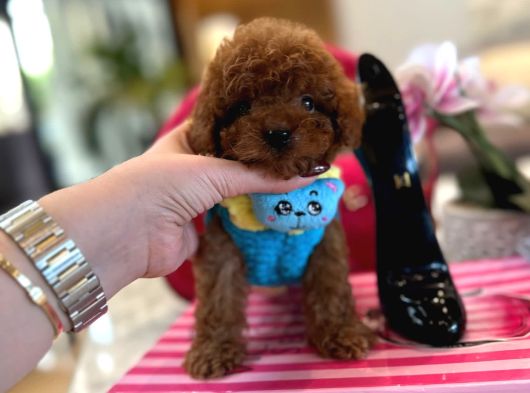 Orjinal secereli saglik ve irk garantili poodle