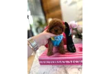Yetiştiği Ortamı Yerinde Görebileceğiniz Poodle Yavruları - Toy Poodle