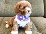 Maltipoo Bebeklerimiz Yeni Evlerine Hazır - 5