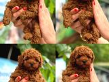 Sağlıklı ve Sevimli Toy Poodle Yavruları