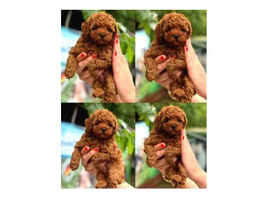 Sağlıklı ve Sevimli Toy Poodle Yavruları