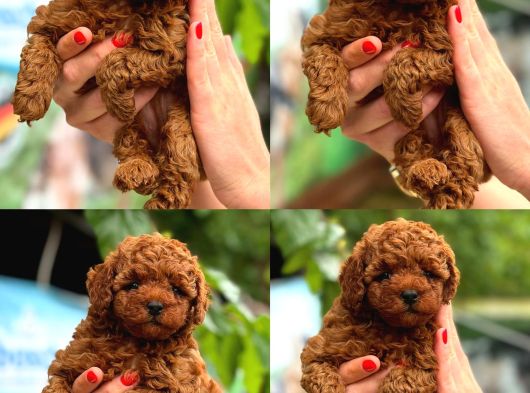 Sağlıklı ve Sevimli Toy Poodle Yavruları